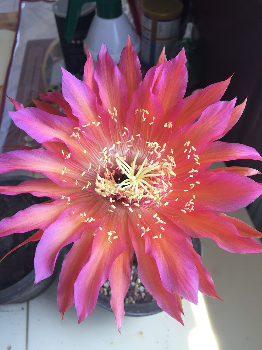 毛花柱仙人球品种大全,顶级精品仙人球花