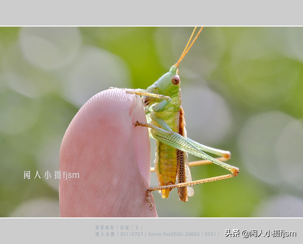 近距离拍摄昆虫小动物,常见昆虫微距摄影活动
