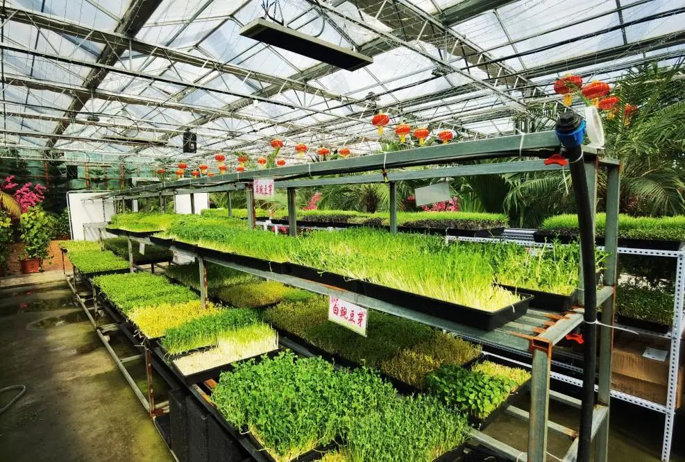 奥运冠军网红打卡地,奥运冠军之城有哪些