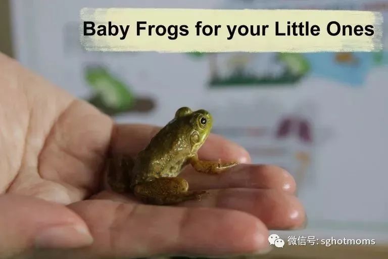 新加坡遛娃免费景点推荐一下,新加坡周末遛娃