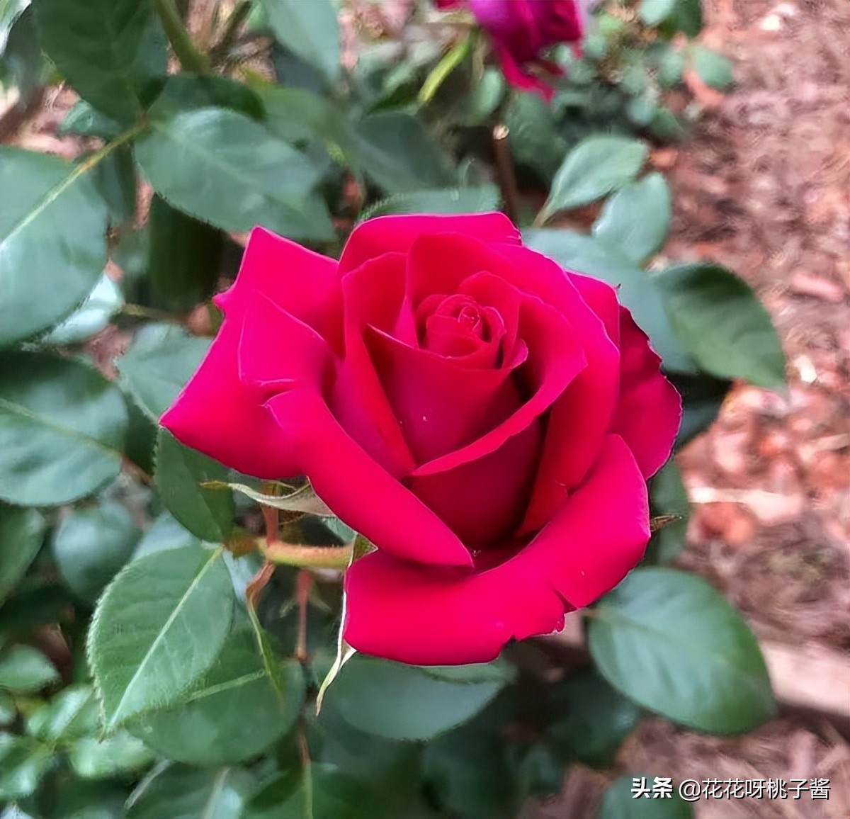 黄色月季哪个品种耐热耐晒抗病强,最耐热耐晒的切花藤本月季品种