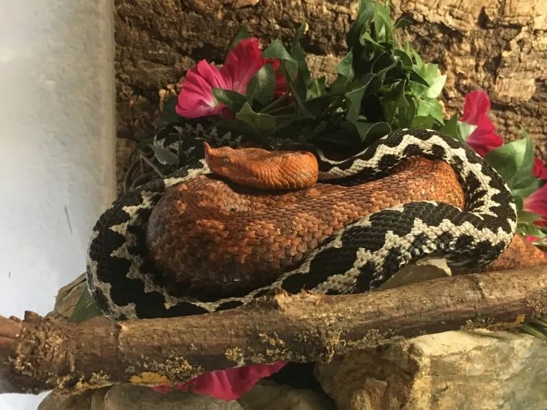 「原来欧洲有这么多种蛇？！」偷师卡塞尔的豢龙大师·下