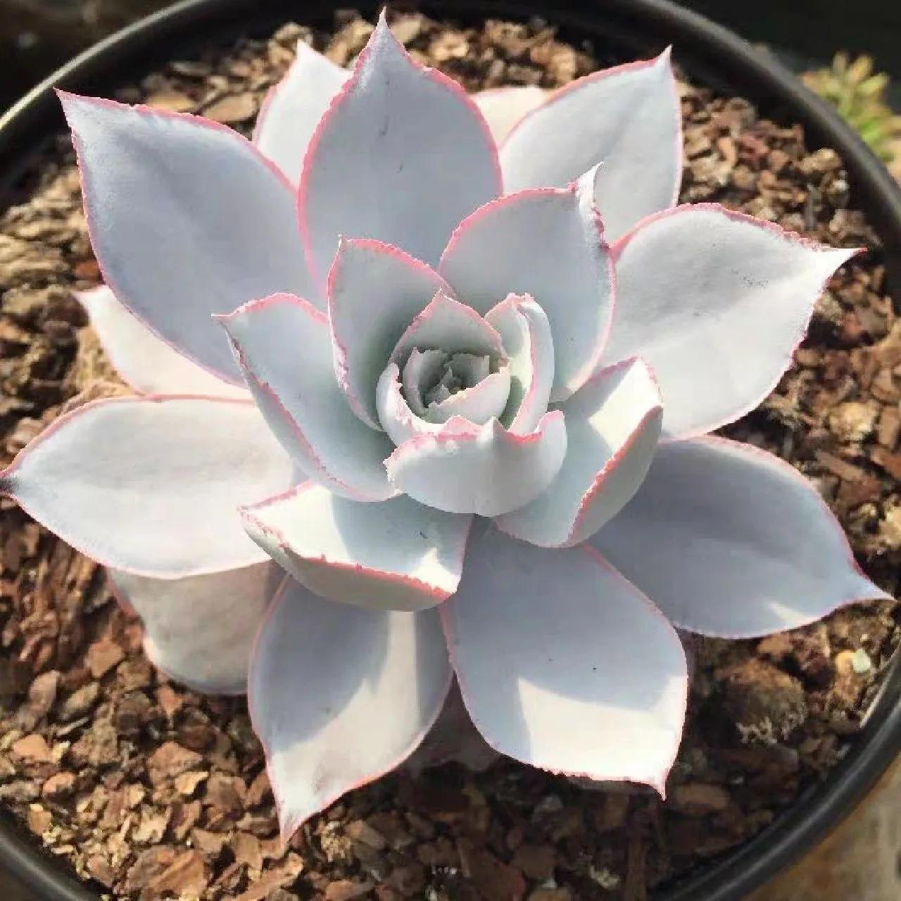 最具有观赏性的多肉植物,颜值高又好养活的多肉植物