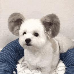 什么狗适合懒人又有安全感新手养,最好养的五种小型宠物狗