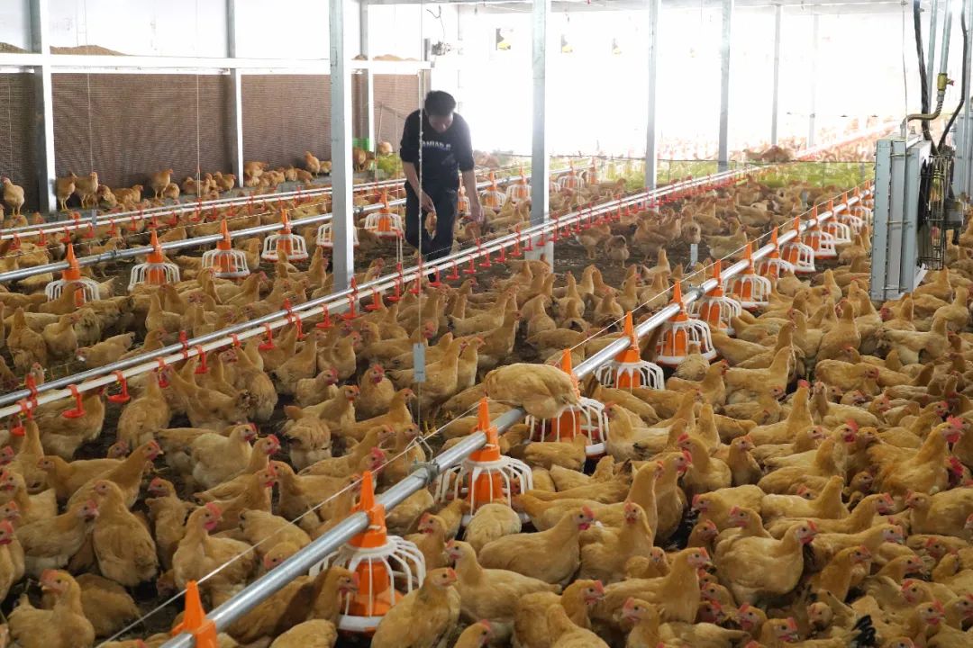 在家就能创业就业,这些云浮人的日子越来越有奔头