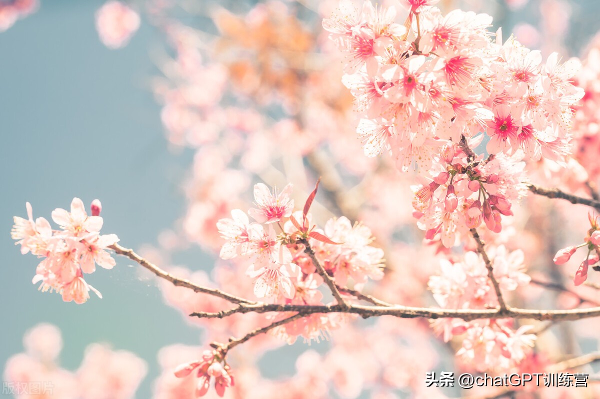 各类花种花语,情人节花语大全给女朋友送花必看