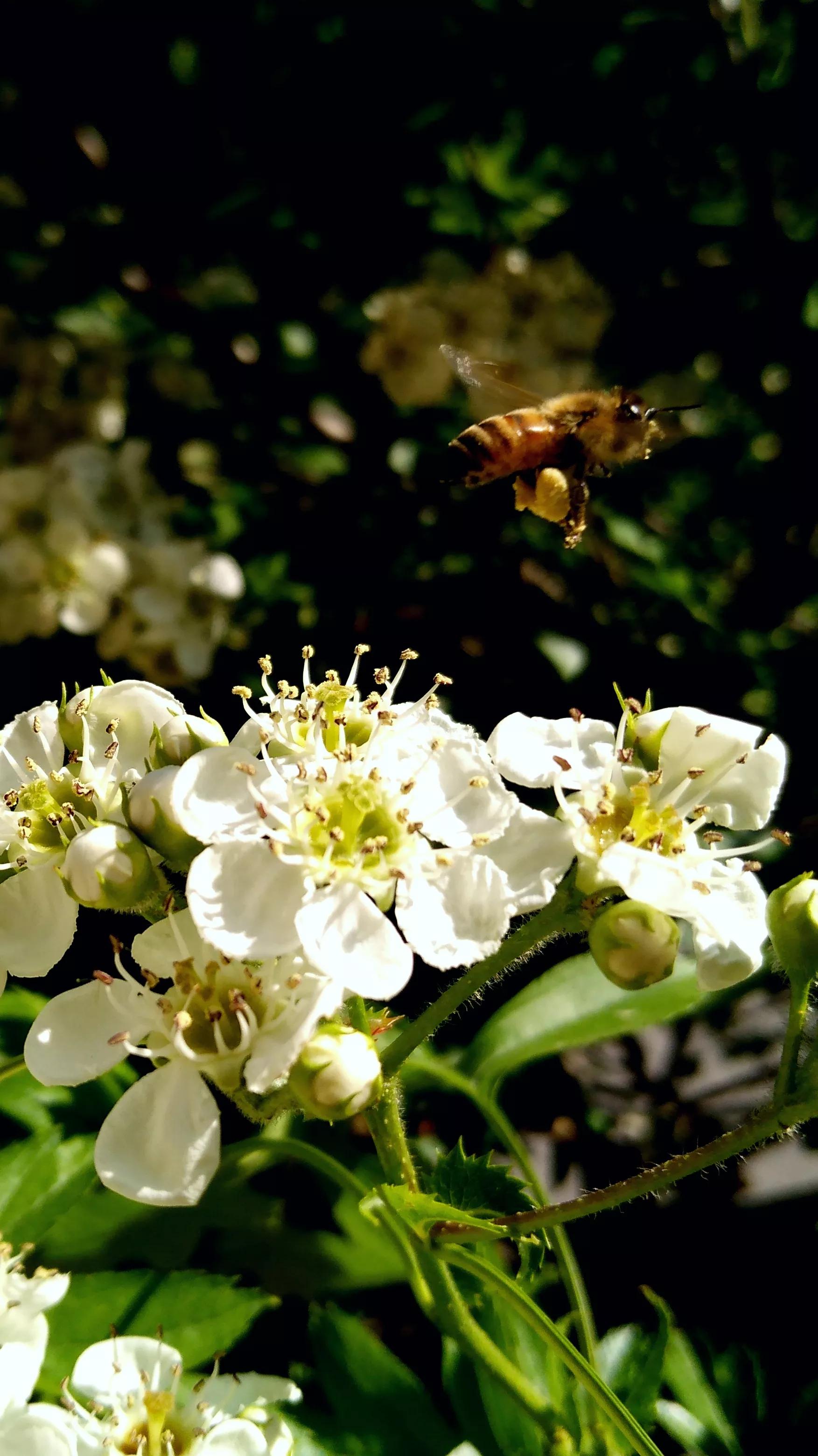 小小蜜蜂采蜜忙,小蜜蜂采蜜忙下一句