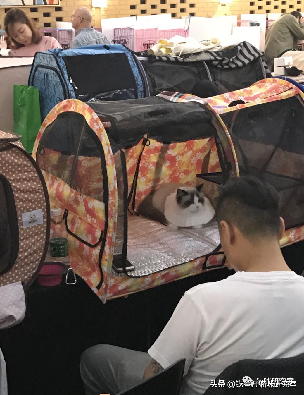 新手养猫便宜选择哪种猫,买纯种猫注意事项有哪些