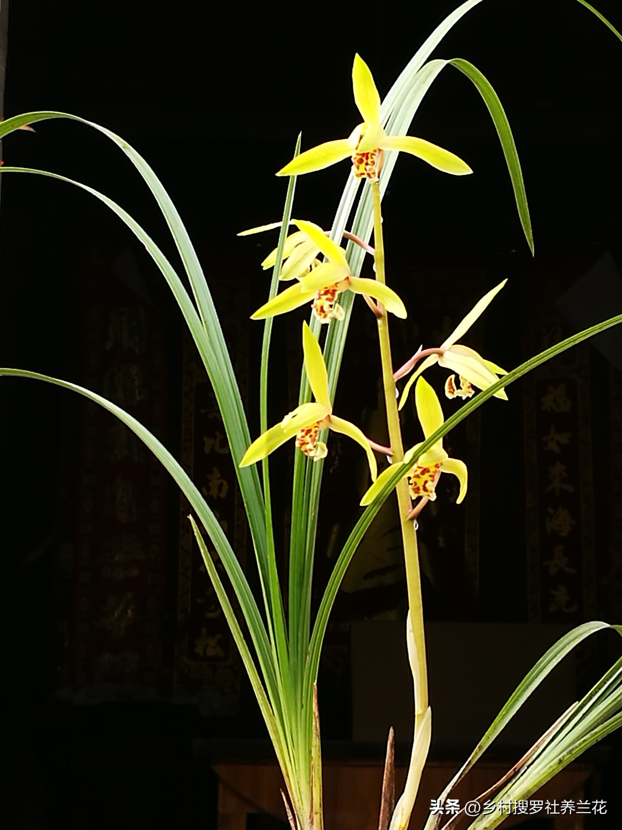 蕙兰开花浇什么水最好,养大花蕙兰什么时候控水