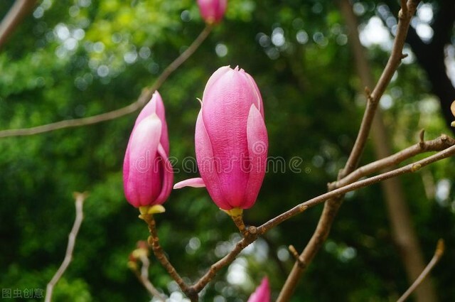 不一样的三月阳春,不一样的广州市