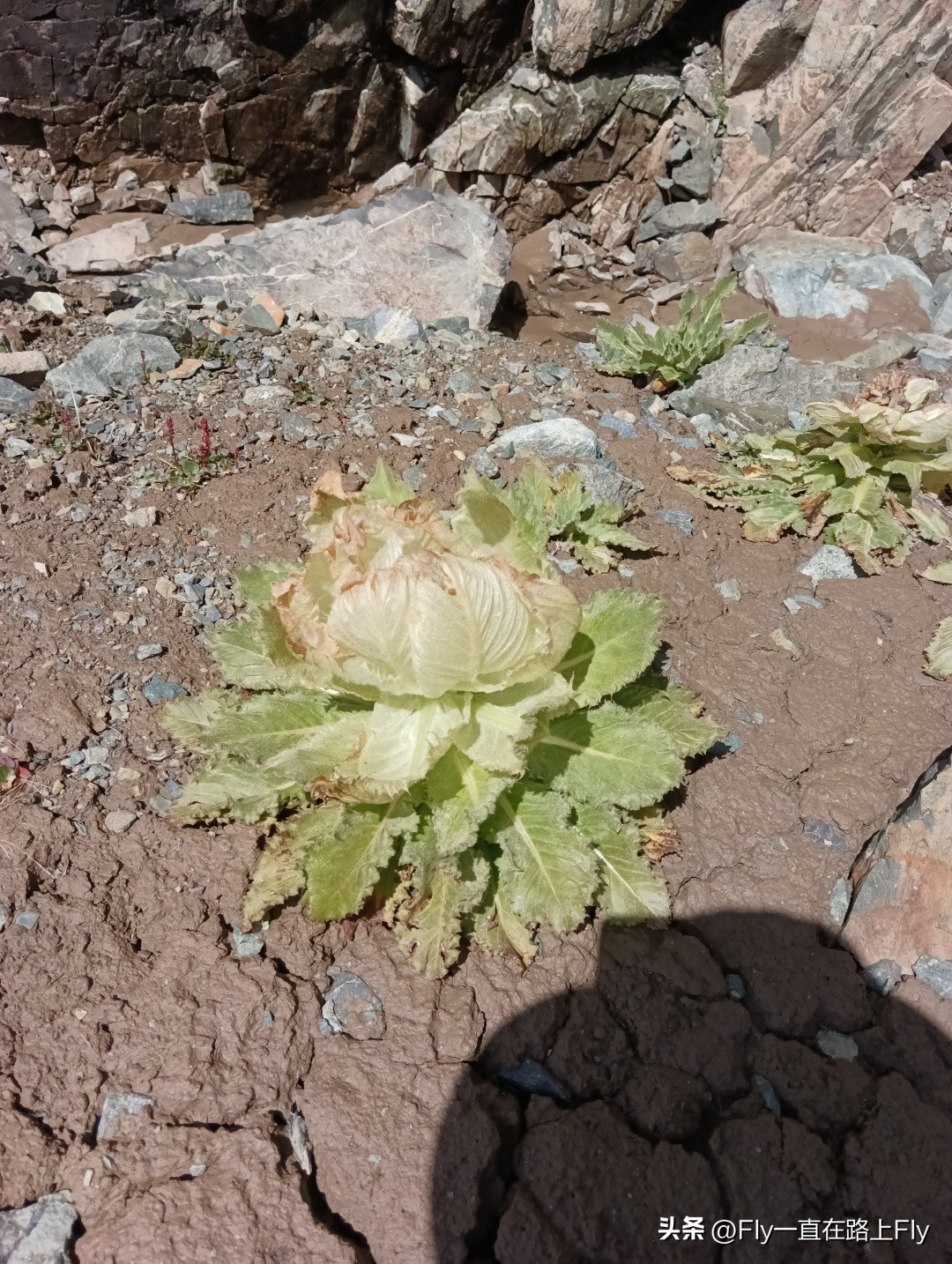 穿越博格达峰脚下冰湖之旅,徒步穿越新疆博格达峰