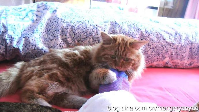 忧郁的毛毛小说,情缘伤感情歌