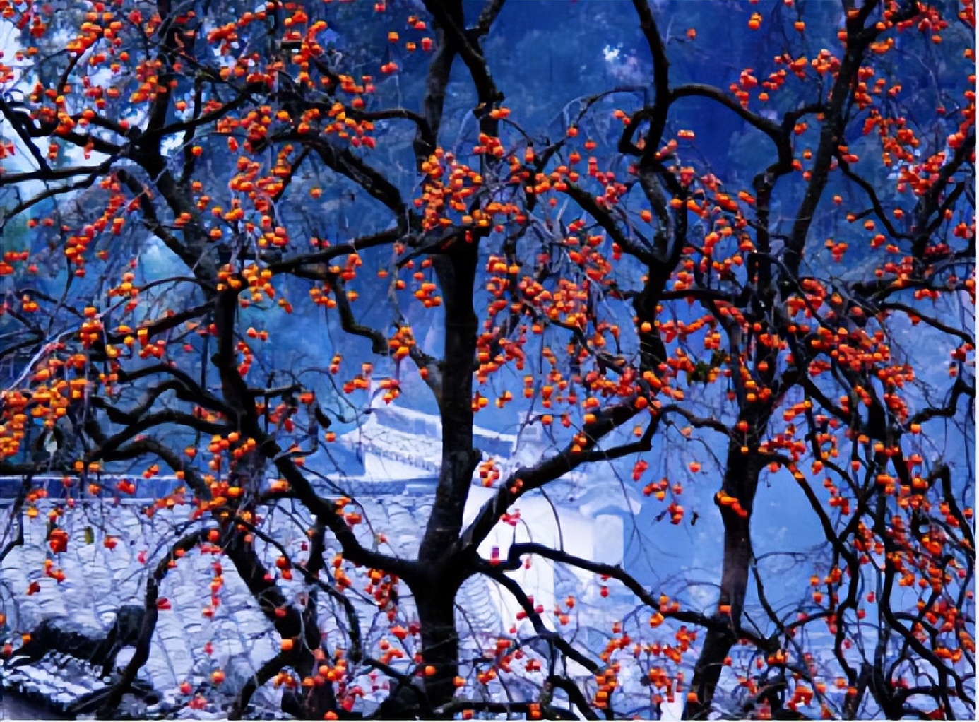 柿子微甜,柿子醉甜