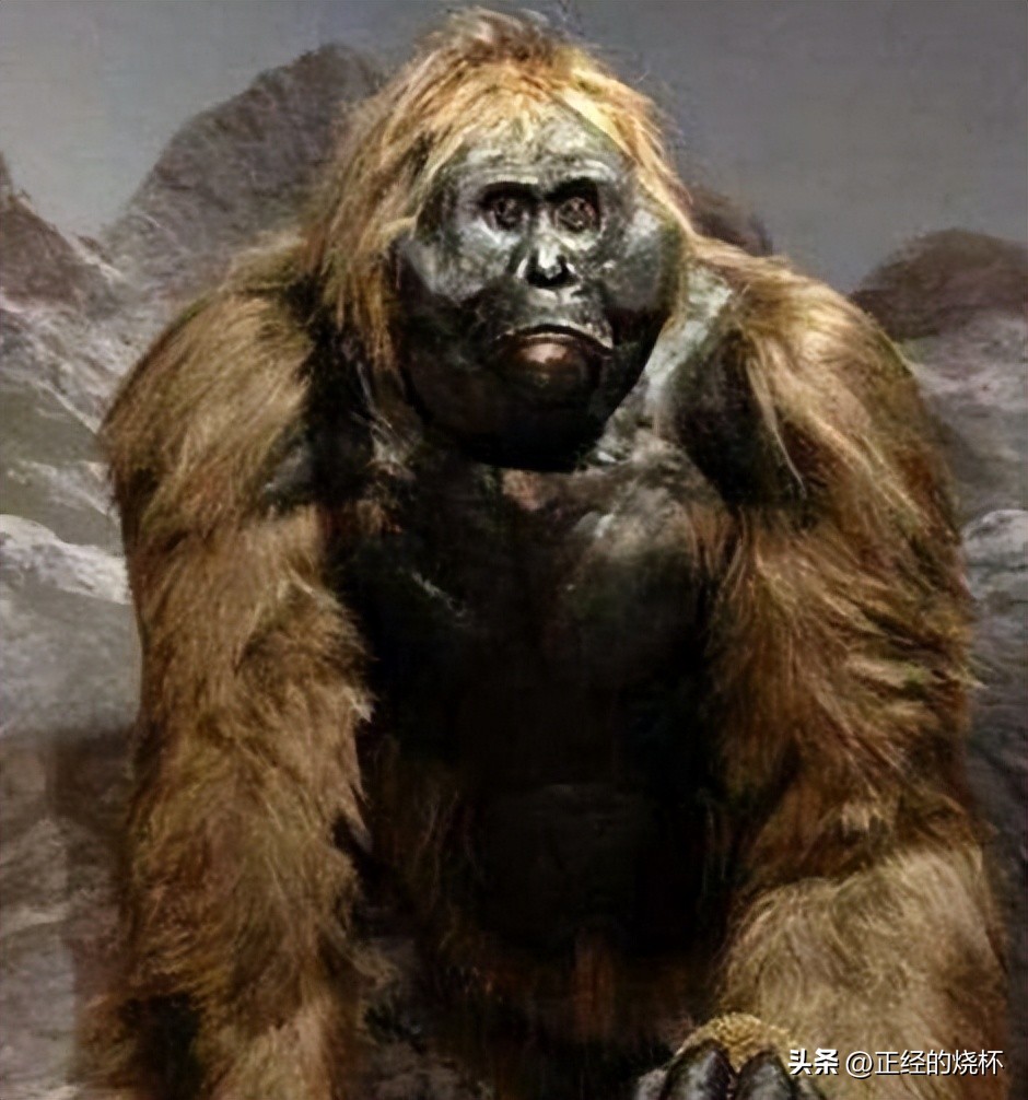 类人猿的身体特征有哪些,类人猿是什么动物