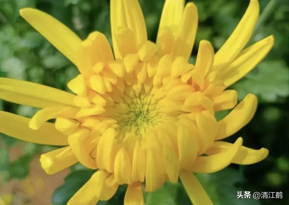 菊花盆栽枯萎后第二年能长新芽吗,刚买回来的菊花花朵枯萎了怎么救