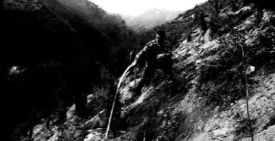 红杉林小说txt,红杉树电视剧全集解说