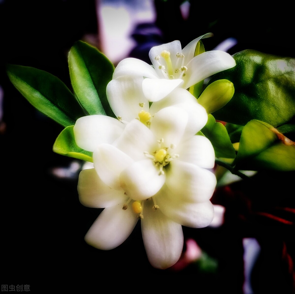 咋样能让九里香开很多花,九里香养多长时间才能开花