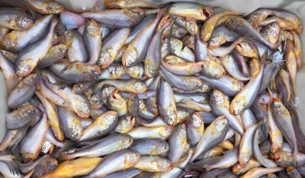 液氮速冻机小型,液氮速冻机多久冻好