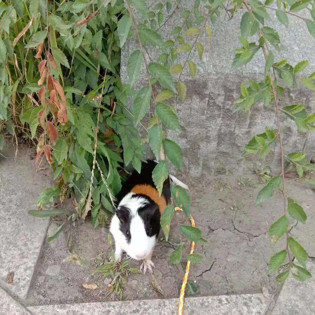 荷兰猪睡觉为啥伸着腿,荷兰猪和主人友好互动