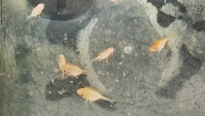 网上买的鱼如何预防死,网购鱼到家躺了怎么救