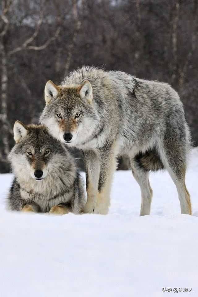 64年勘测队遭遇凶猛狼群，战士心软投喂食物，头狼带群狼前来报恩