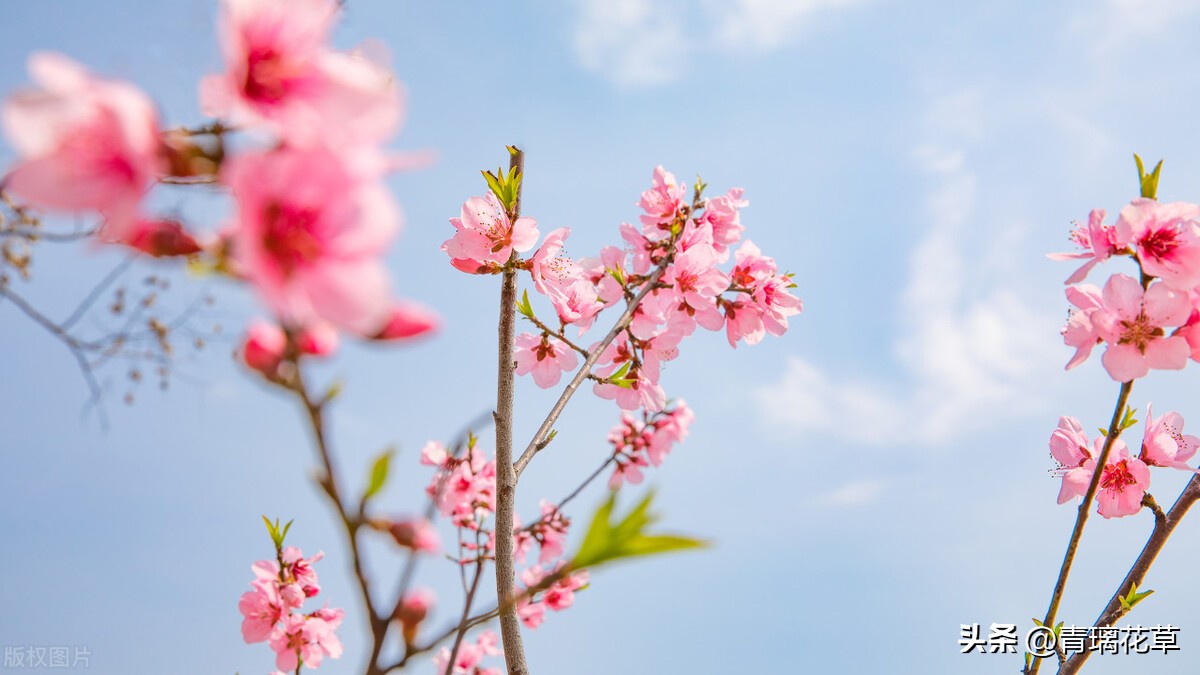 带名字的花卉大全,名字带有春字的花