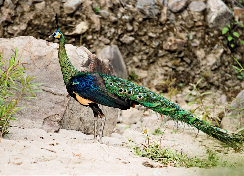 鸡窝真能飞出“凤凰”！安徽居民家中惊现大鸟，专家竟认错物种？