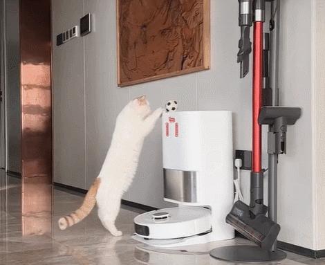 双眼失明的小猫,双目失明小猫