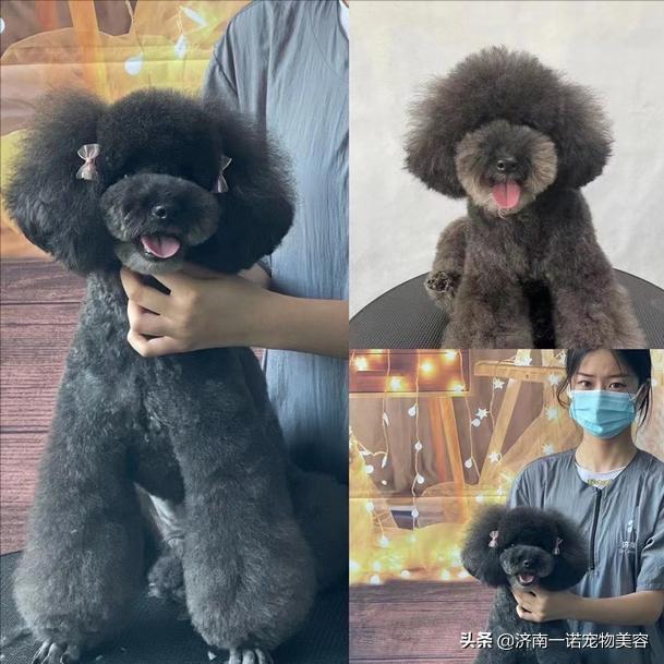 想学宠物美容洗护师,想学宠物美容入行建议