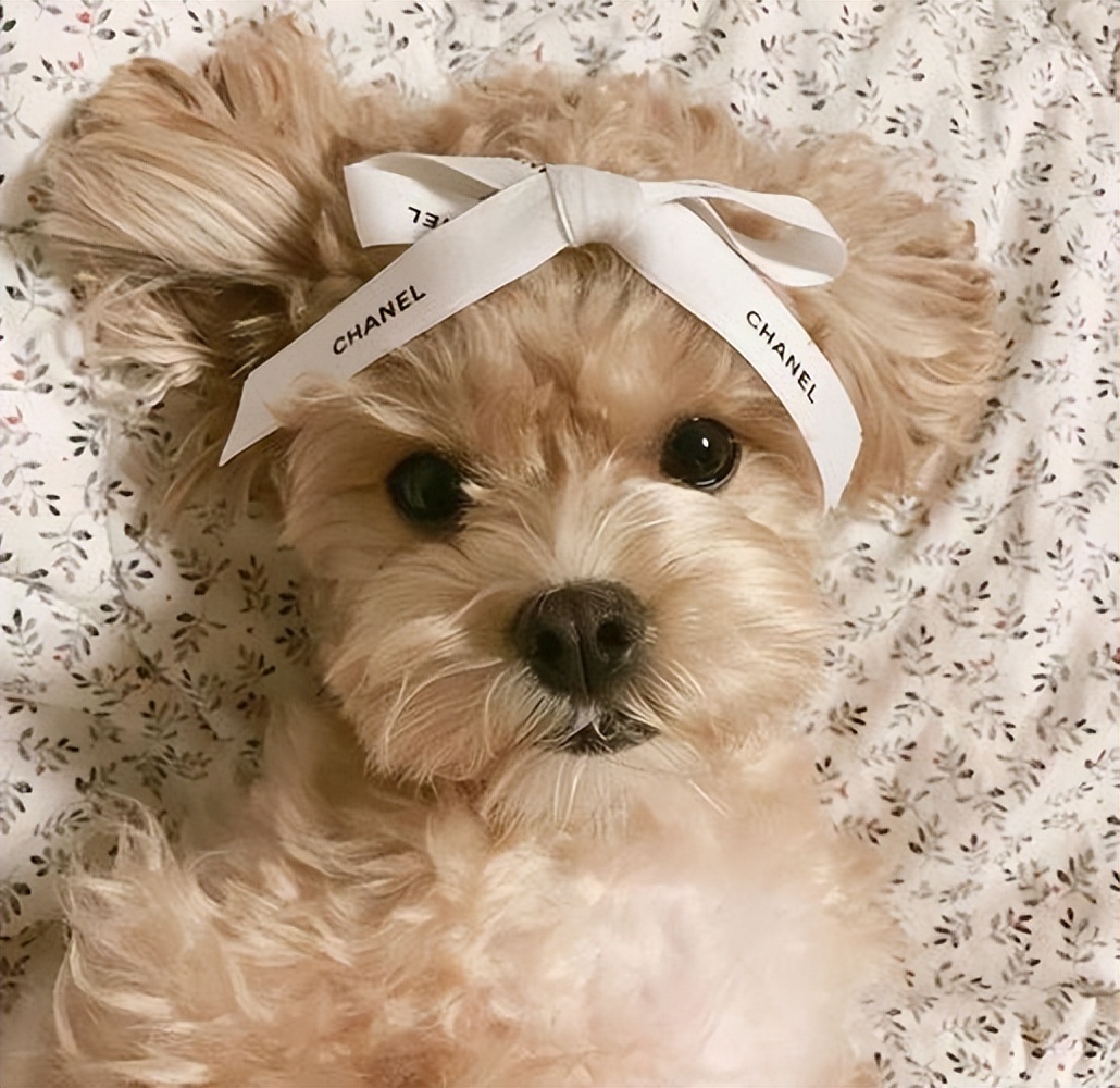 泰迪频繁“舔人”，是想告诉你这6件事，别再忽略了