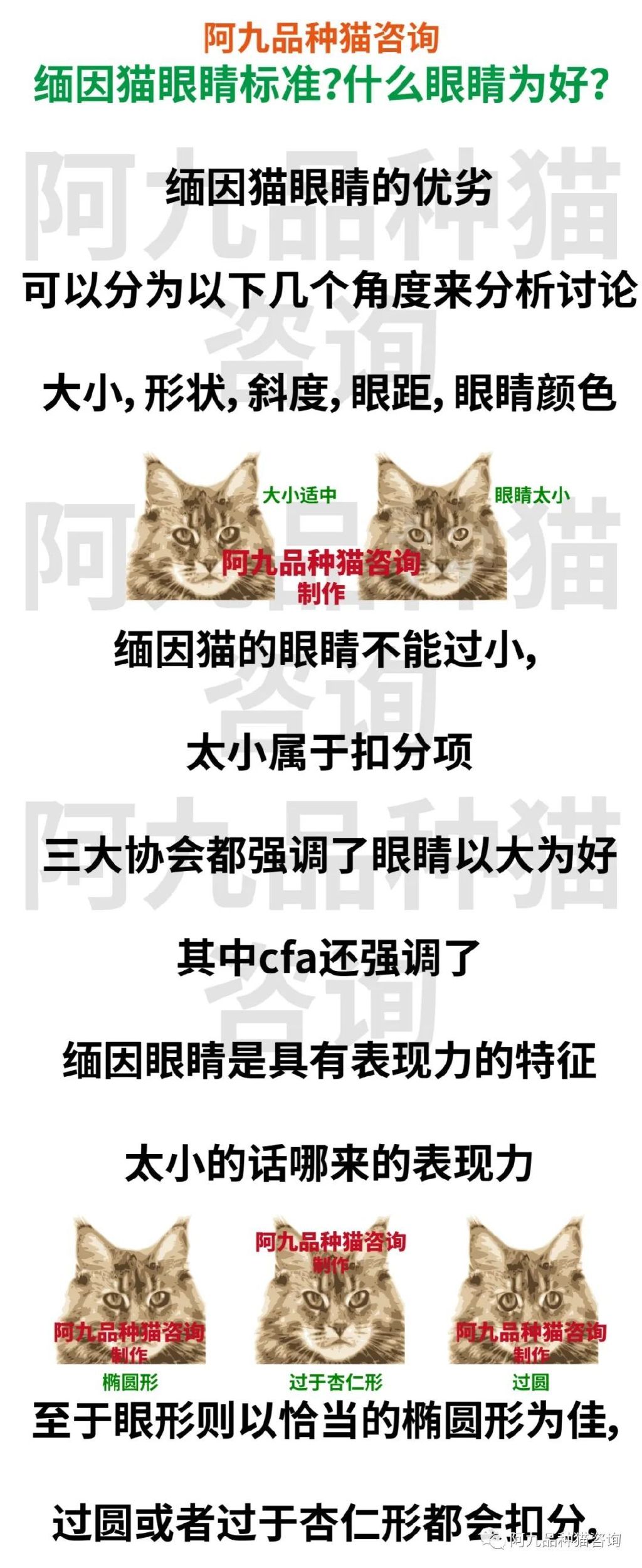 正宗缅因猫哪些颜色的贵,缅因猫品相极好的多少钱