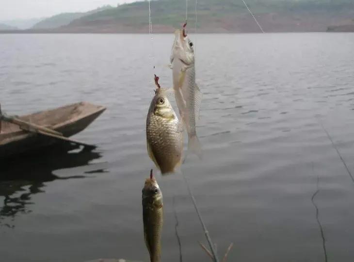 17度的天气钓鲫鱼能钓多深的水,冬天钓鲫鱼什么样的天气最适合