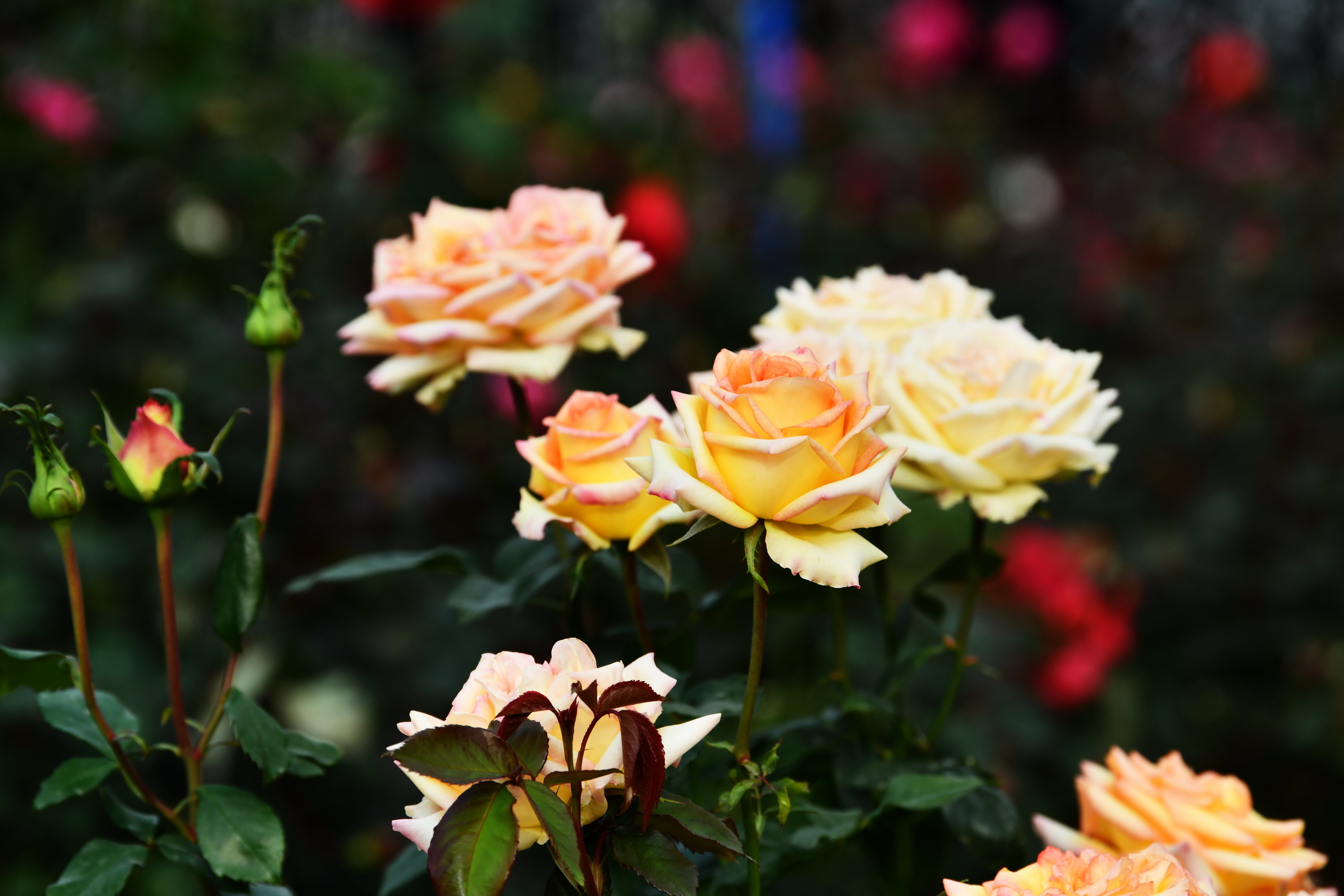 广州市番禺区宝墨园攻略,广州宝墨园景观