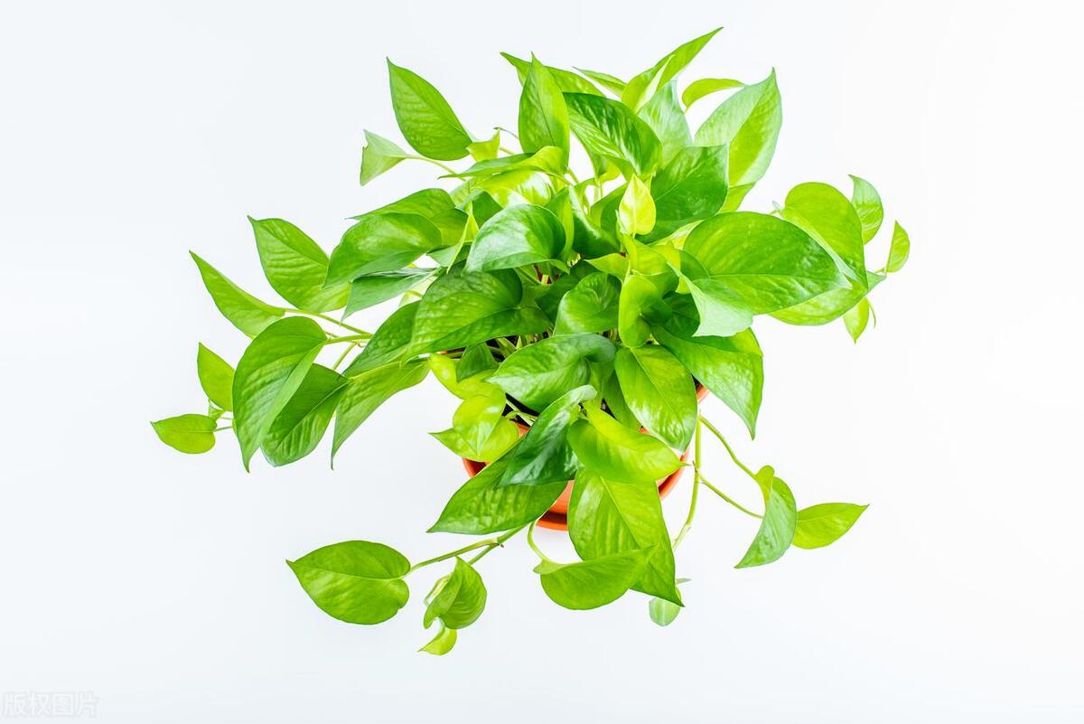 客厅花卉一堆,客厅一堆绿植