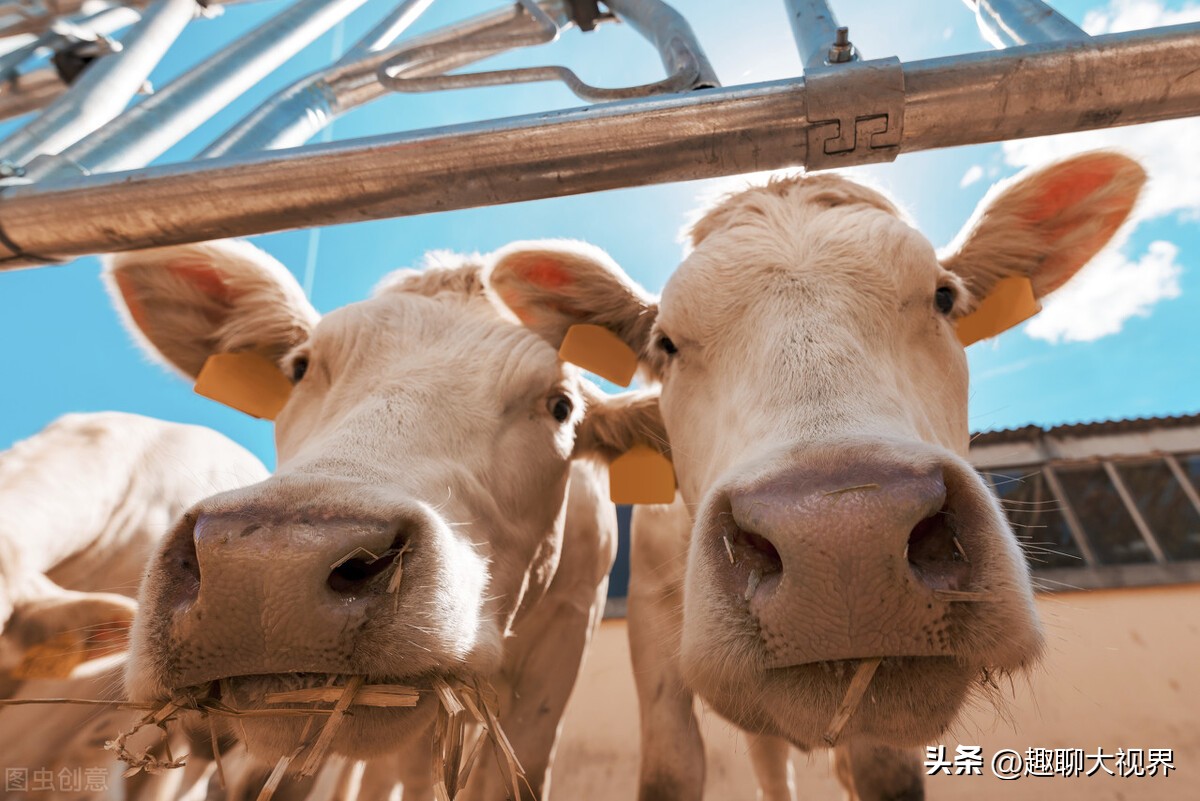 西方国家有哪些奇葩的税,世界上各种奇葩税