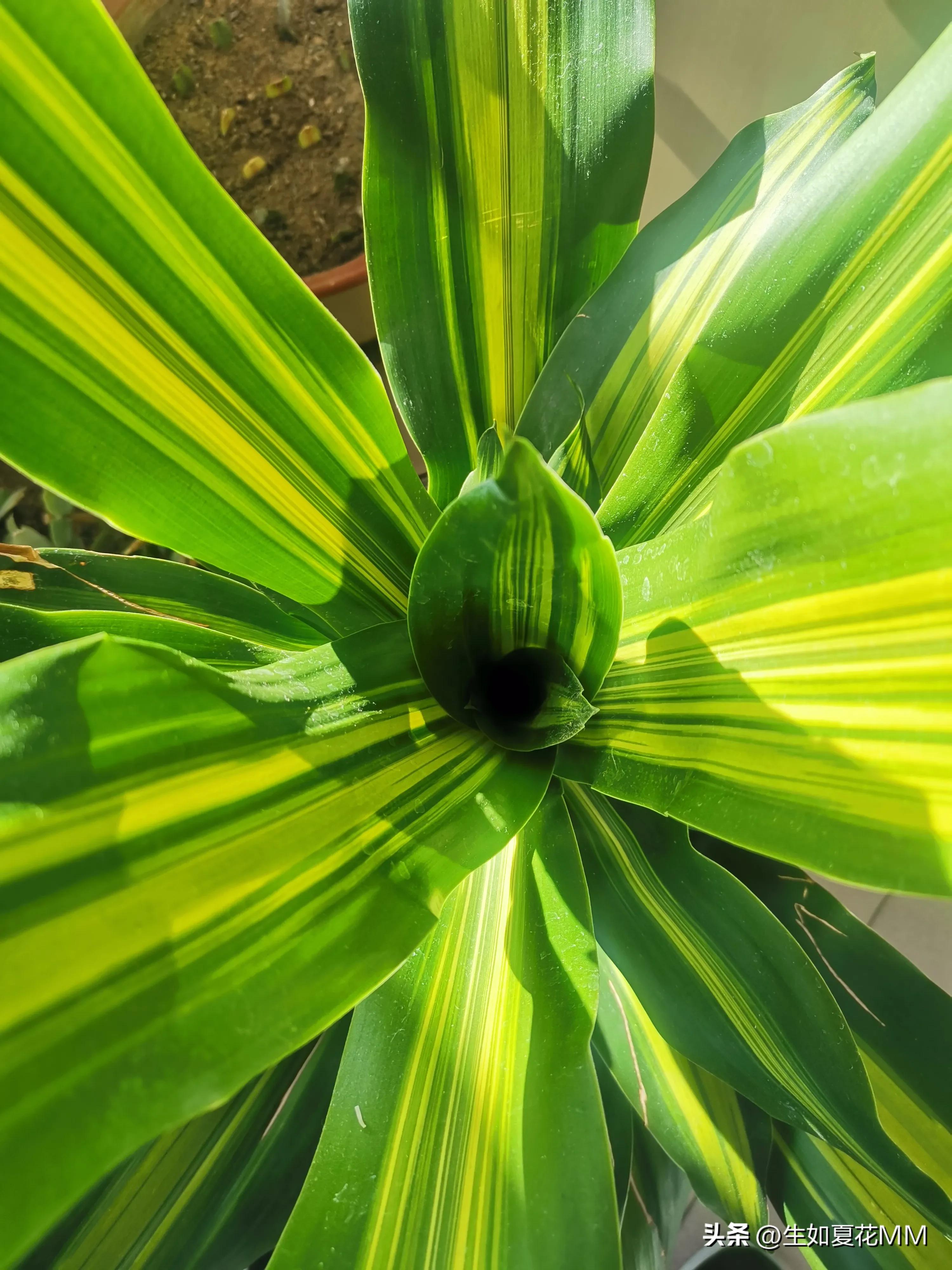 巴西铁木多高最好,巴西铁木为什么总往高长不往粗长