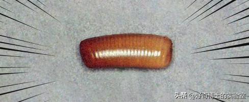 床上小颗粒是什么虫卵,墙上有虫卵很小颗粒