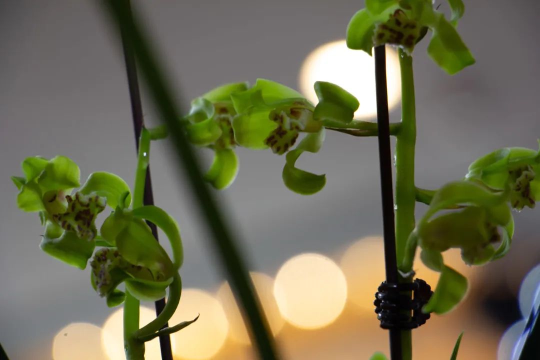 新手盆栽兰花最好选择哪些品种,适合家养的兰花品种有哪些盆栽