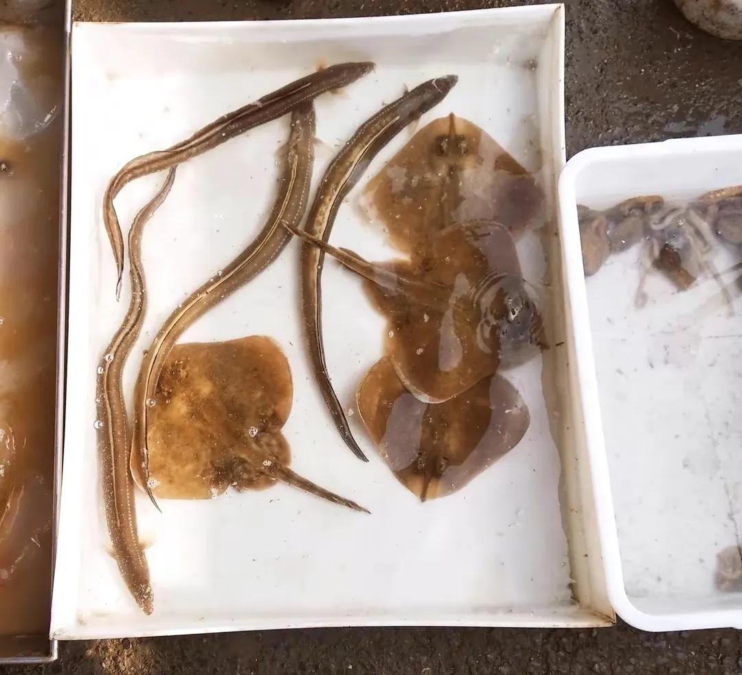 味道鲜美刺还少价格还便宜的海鱼,常吃的海鱼哪些是野生不能养殖