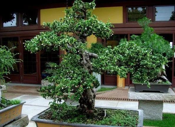 福建安溪铁观音茶叶兰花香,新茶安溪铁观音茶叶高山乌龙茶