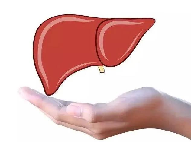 更年期人群如何养肝