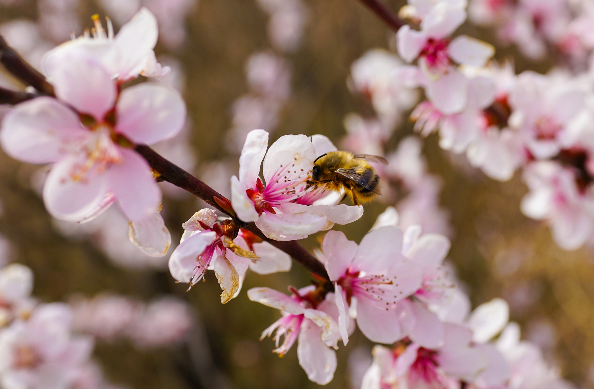 “云”上摄影展丨《徐村*光春**美人勤春来早》
