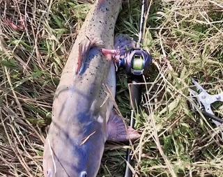 牢底坐穿鱼为什么会被抓,牢底坐穿鱼后续