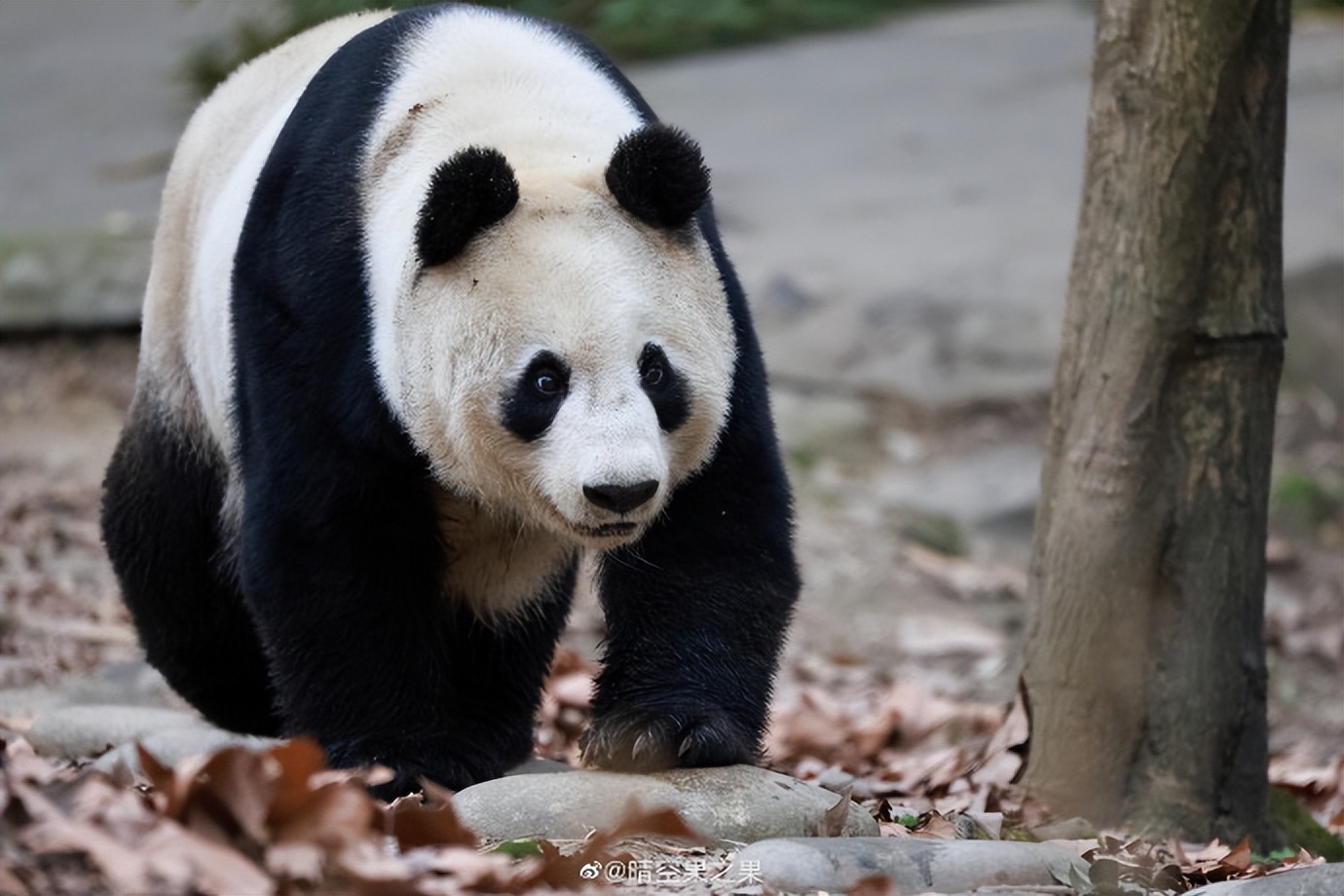 不高的高高和他不白的老婆白云——91年出生的童颜女神大熊猫白云