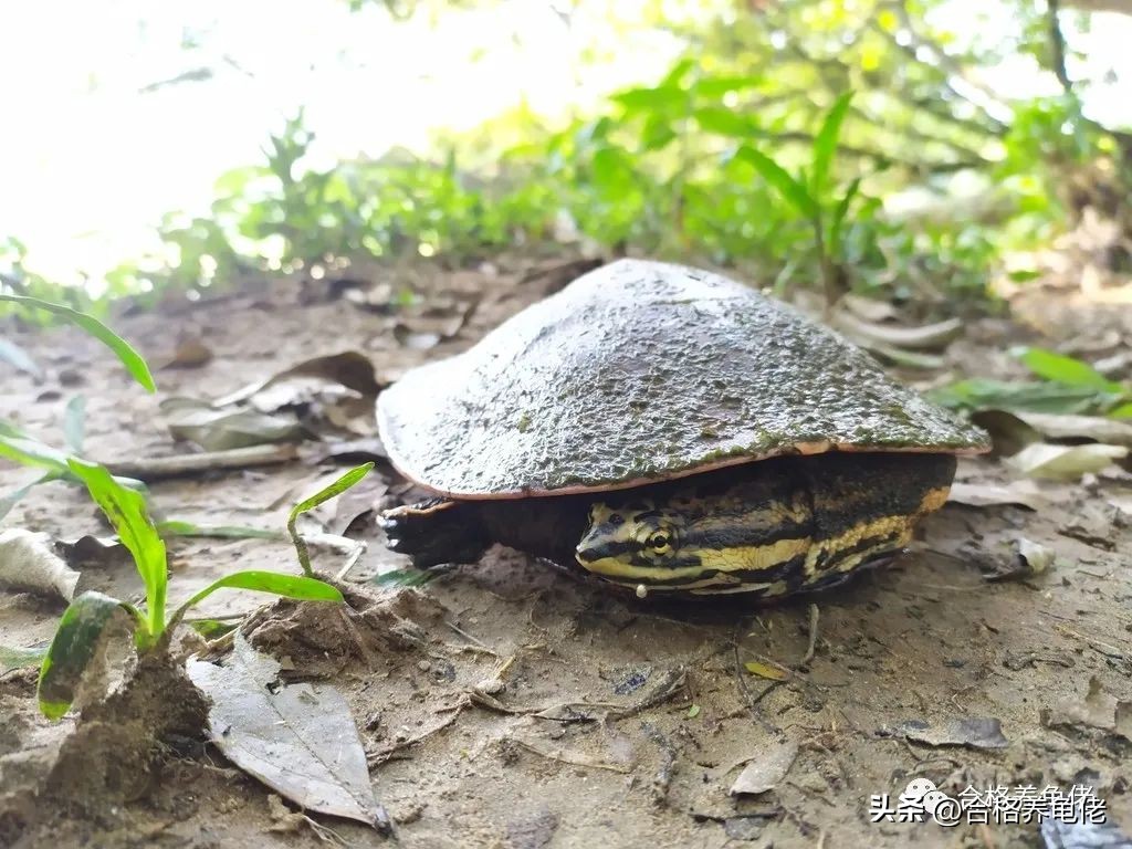 龟蛋*局骗**这么多，我们该怎么玩龟蛋？（下）