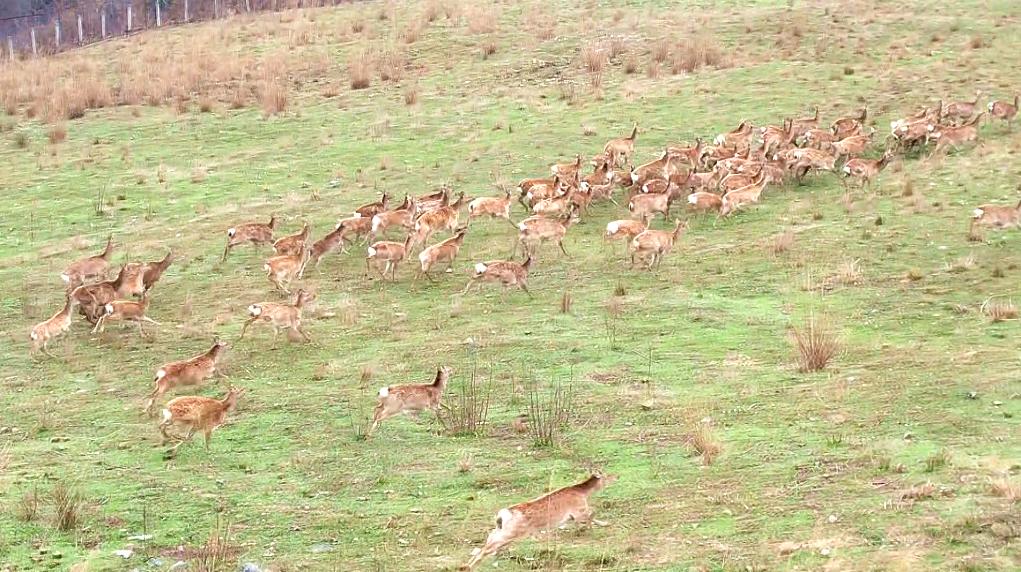惠水县养殖猪,贵州养殖鹿基地