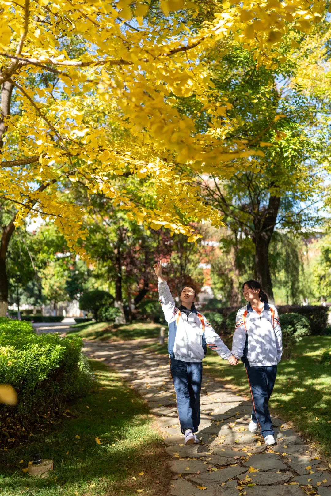 秋季限定|昆明九所学校，送你诗意校园里的一抹金