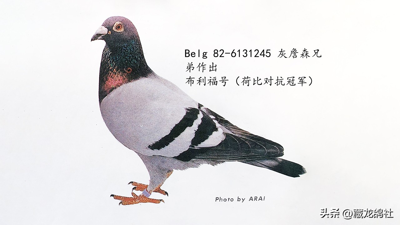 赛鸽引种历程,赛鸽引种大全