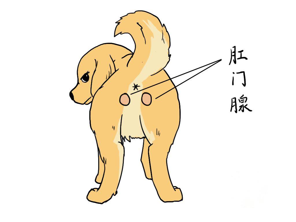 动物在交配前，为啥会先闻对方的屁股，小小肛门释放了多少信息？