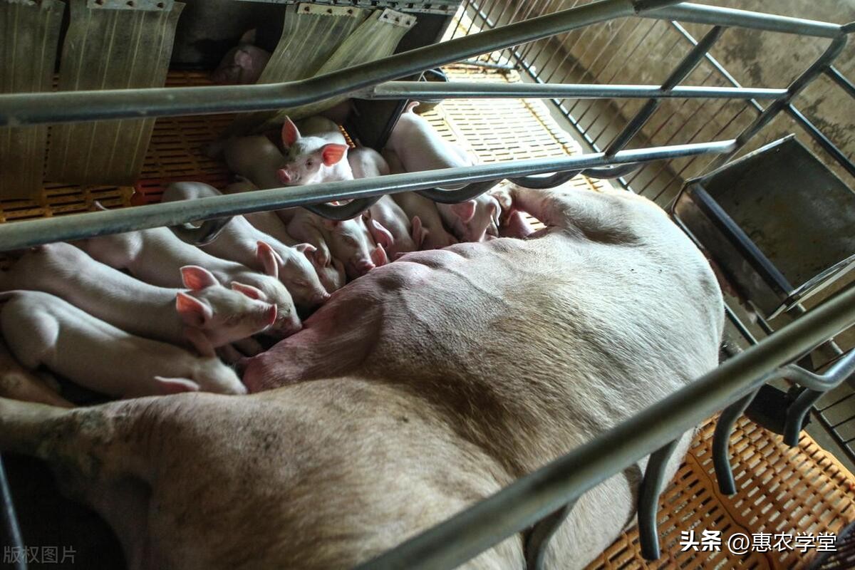 养猪不吃饲料吃什么好,养猪猪不吃食怎么办